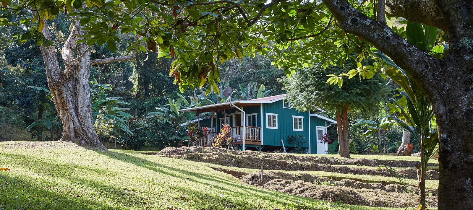 Awapuhi Wild Ginger - Repair