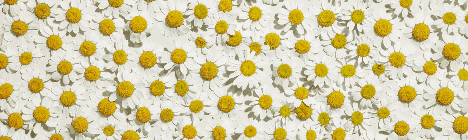 lilly flowers covering everything