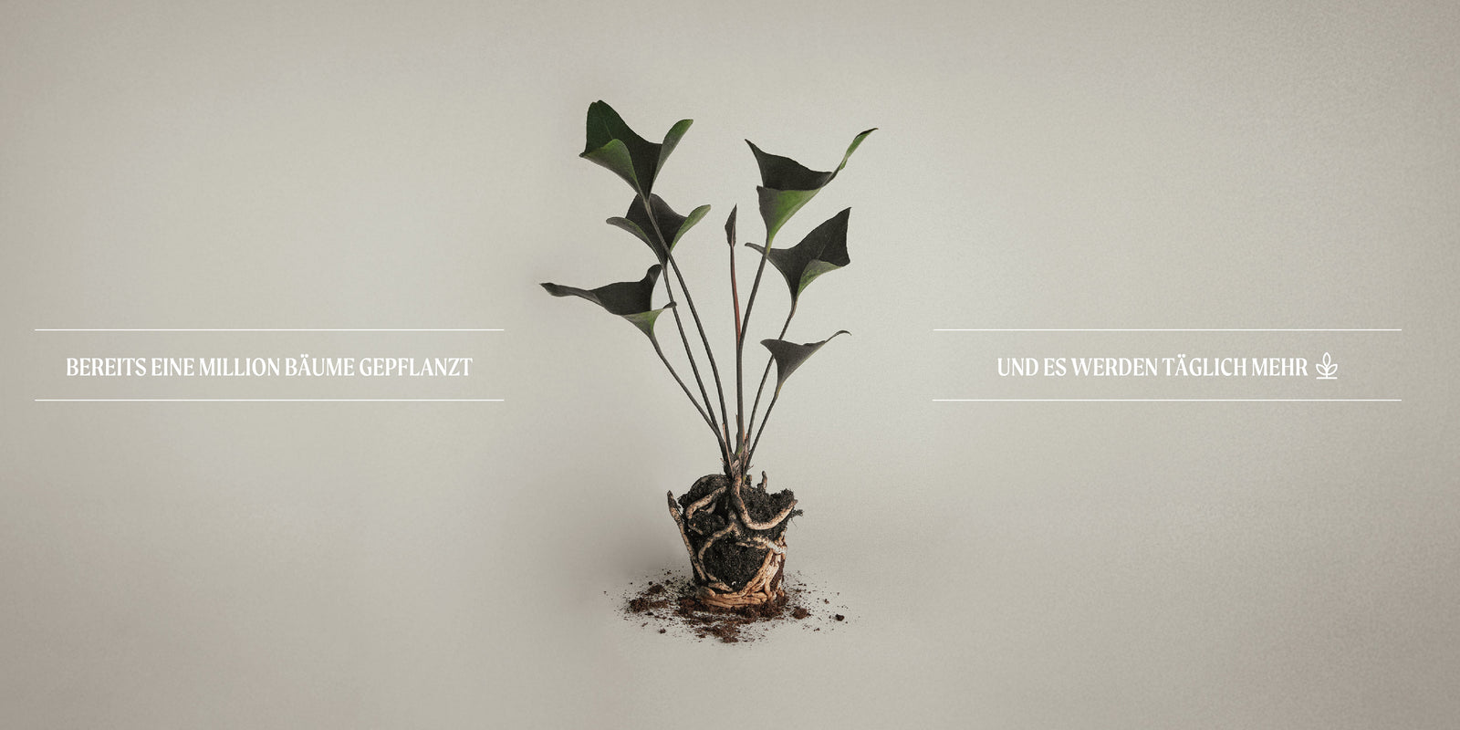 GREEN TEA TREE RESTAGE