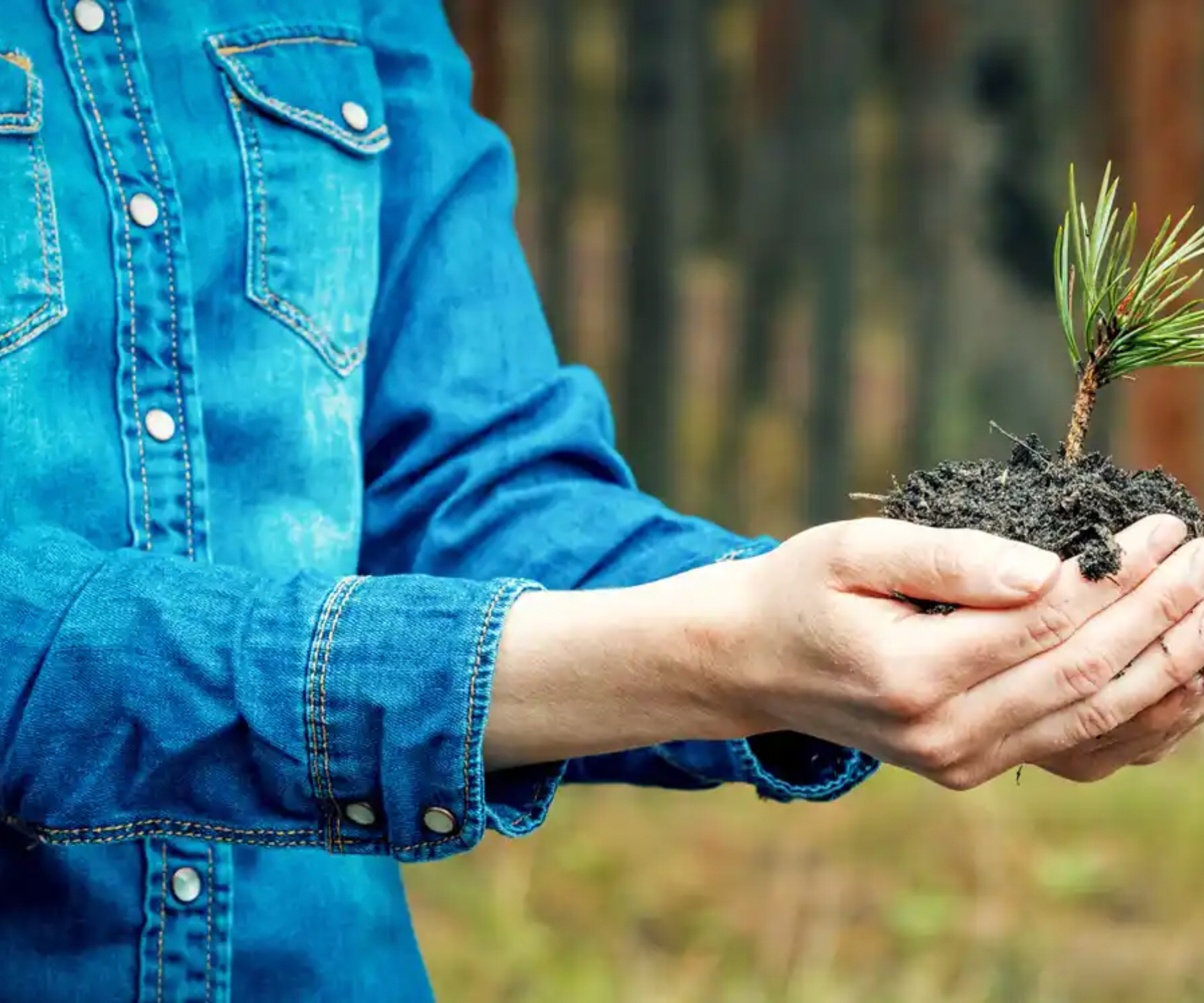 Man with blue jeans jacket and growing Plant in his hand